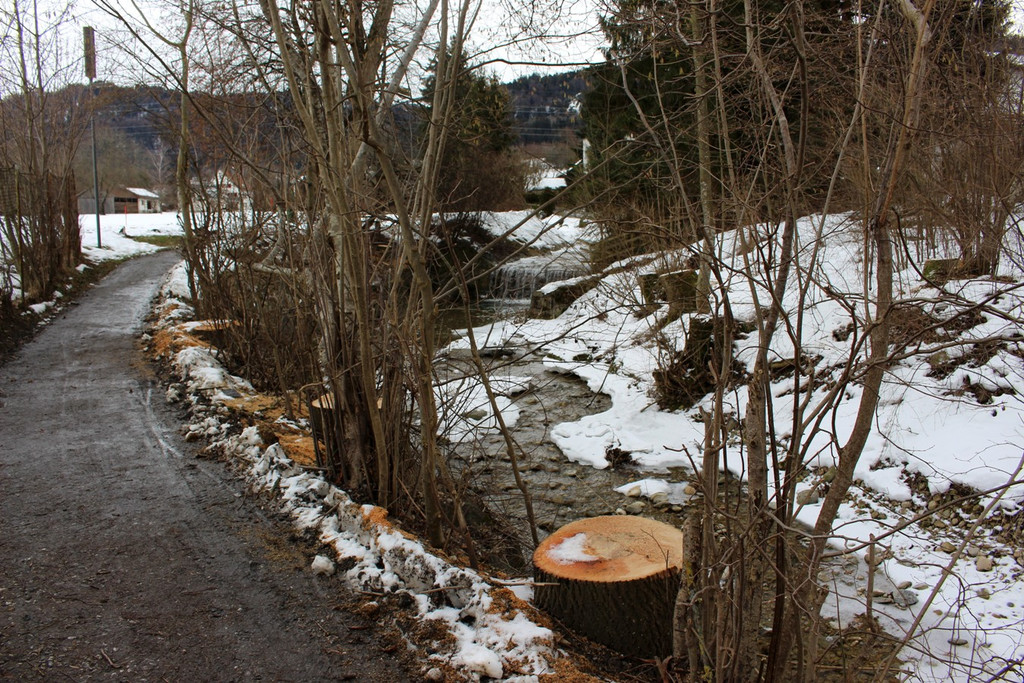 Ruggbach RODUNG Hochwasserschutz 30-01-2019 _15_.JPG