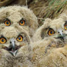 Uhujunge lebend in Nest_c_Privat.jpg