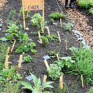 Wildkr__utergarten.JPG