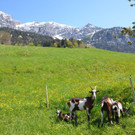 Hoffest Mottnerhof 2019 _179_.jpg