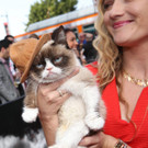Grumpy Cat
