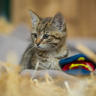 Österreichs neue Polizeikatze "Leutnant-Mietz"
