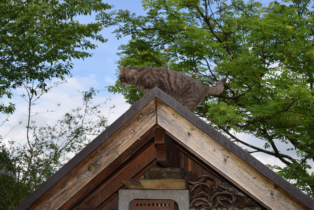 DSC_0005.JPG