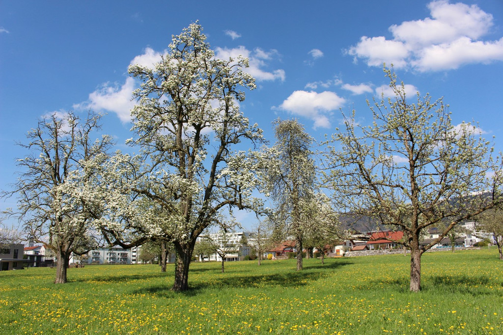 Feuerbrand C BL__TEZEIT Mai 2019 _1_.JPG