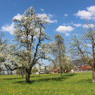 Feuerbrand C BL__TEZEIT Mai 2019 _1_.JPG