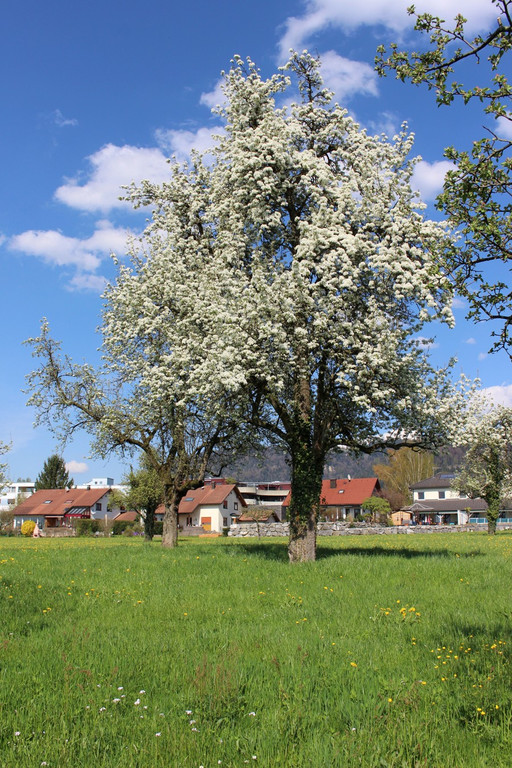 Feuerbrand C BL__TEZEIT Mai 2019 _3_.JPG
