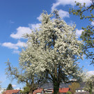 Feuerbrand C BL__TEZEIT Mai 2019 _3_.JPG