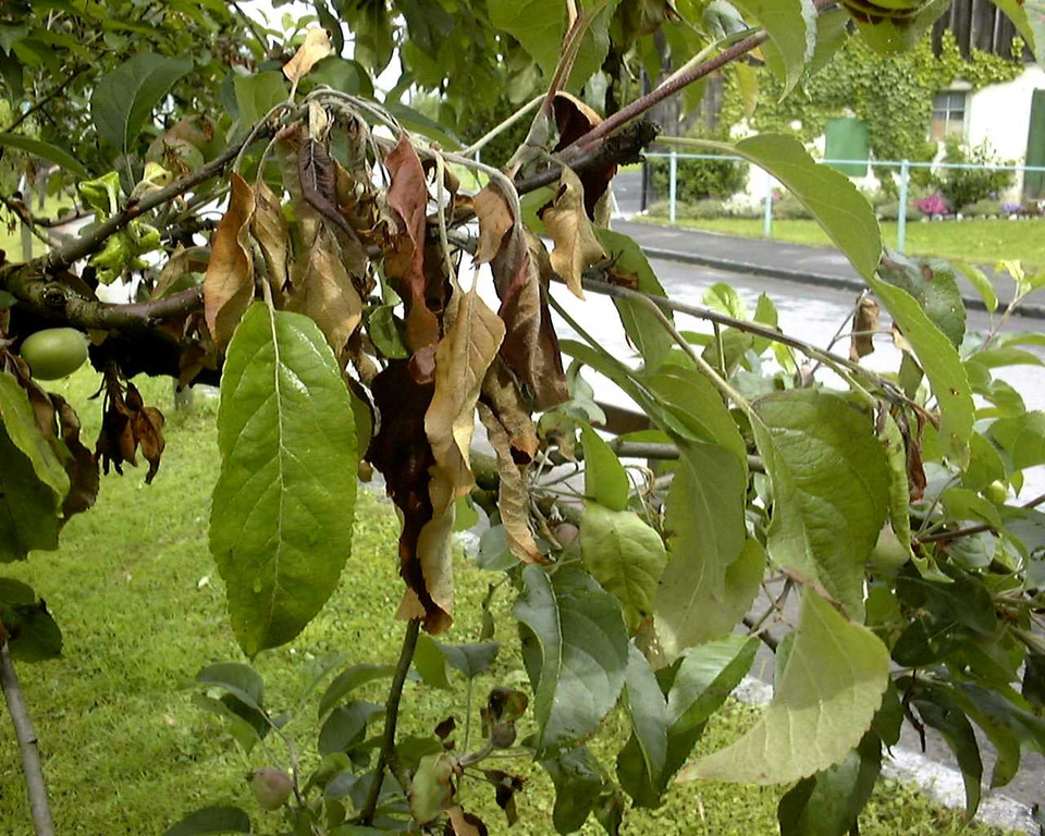 Feuerbrand Befall Apfelzweig.jpg