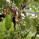 Feuerbrand Befall Apfelzweig.jpg