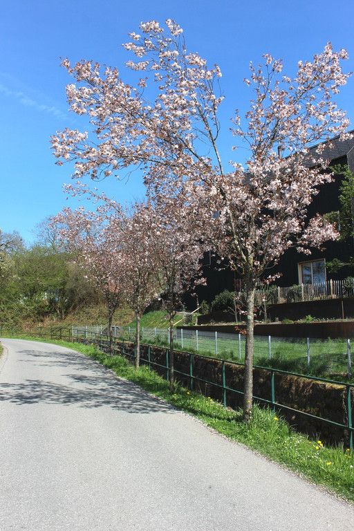 Feuerbrand C BL__TEZEIT Mai 2019 _5_.JPG