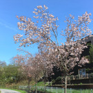 Feuerbrand C BL__TEZEIT Mai 2019 _5_.JPG