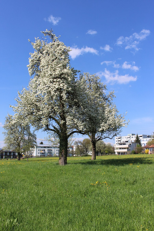 Feuerbrand C BL__TEZEIT Mai 2019 _2_.JPG