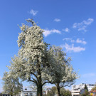 Feuerbrand C BL__TEZEIT Mai 2019 _2_.JPG