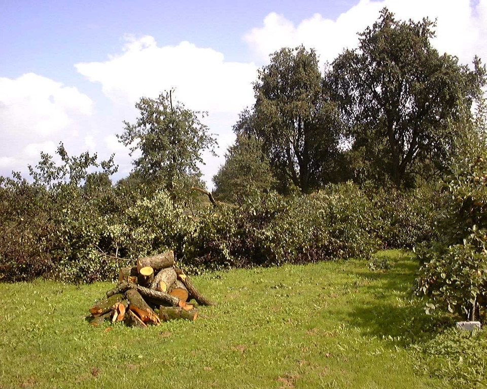Feuerbrand Befall Rodung.jpg