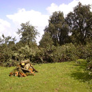 Feuerbrand Befall Rodung.jpg