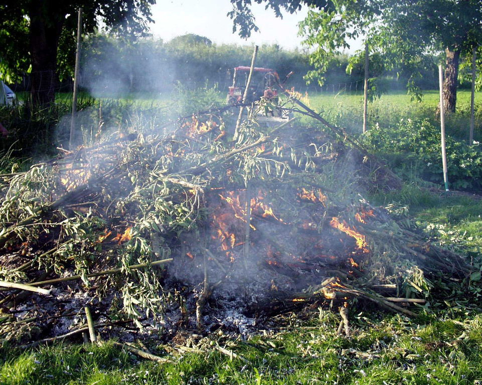 Feuerbrand Befall Feuer.jpg
