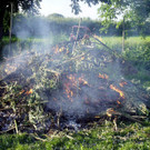 Feuerbrand Befall Feuer.jpg