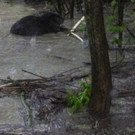 Biber und Hochwasser in Kennelbach