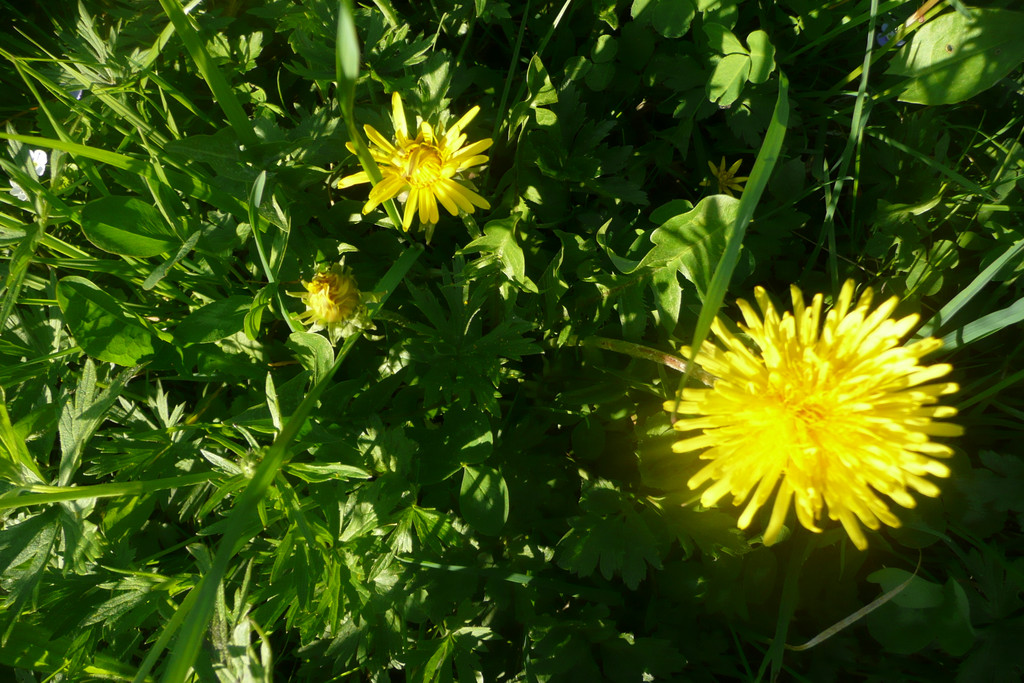 P1110579.JPG