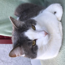 Vermisste Katze Silas