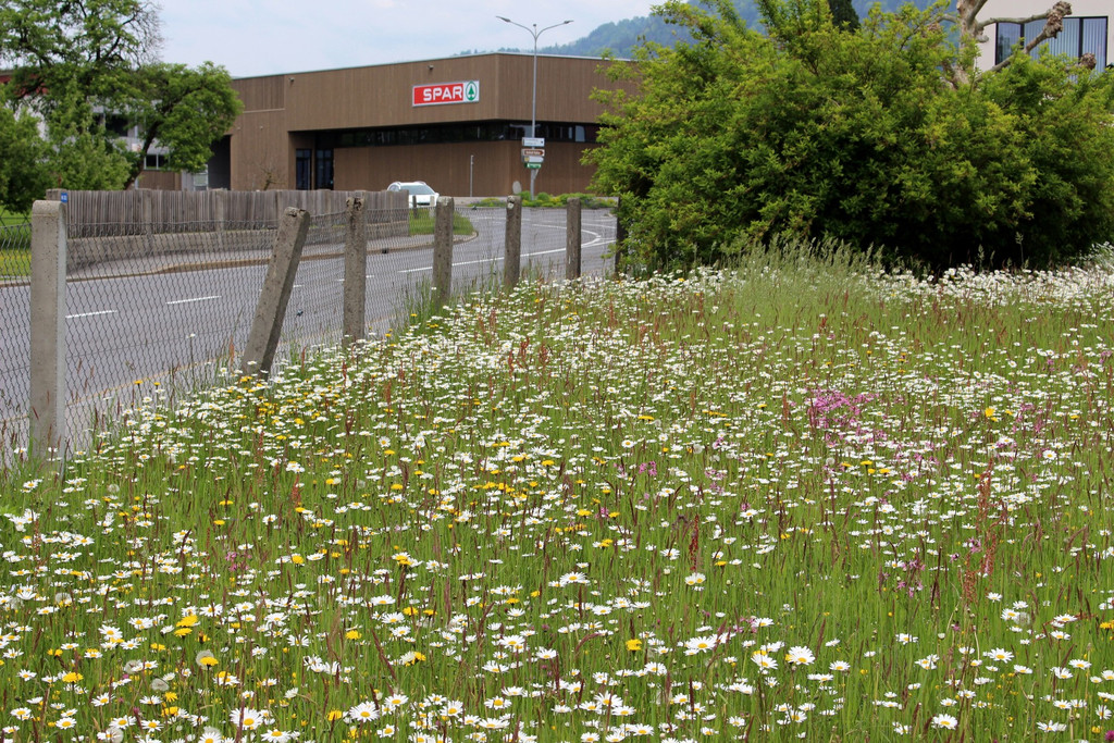 Artenvielfalt Projekt INSEKTENHOTEL D Blumenwiesen Mai 2019 _3_.JPG