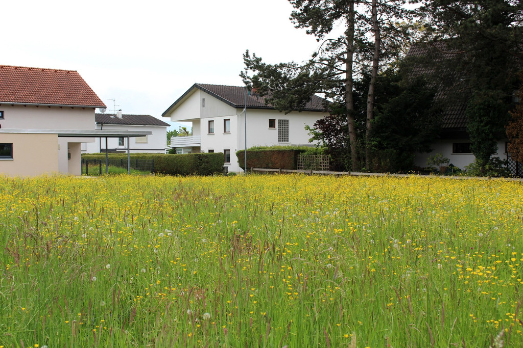 Artenvielfalt Projekt INSEKTENHOTEL D Blumenwiesen Mai 2019 _2_.JPG