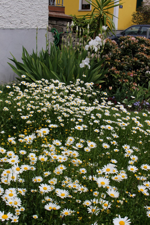 Artenvielfalt Projekt INSEKTENHOTEL D Blumenwiesen Mai 2019 _4_.JPG