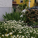 Artenvielfalt Projekt INSEKTENHOTEL D Blumenwiesen Mai 2019 _4_.JPG