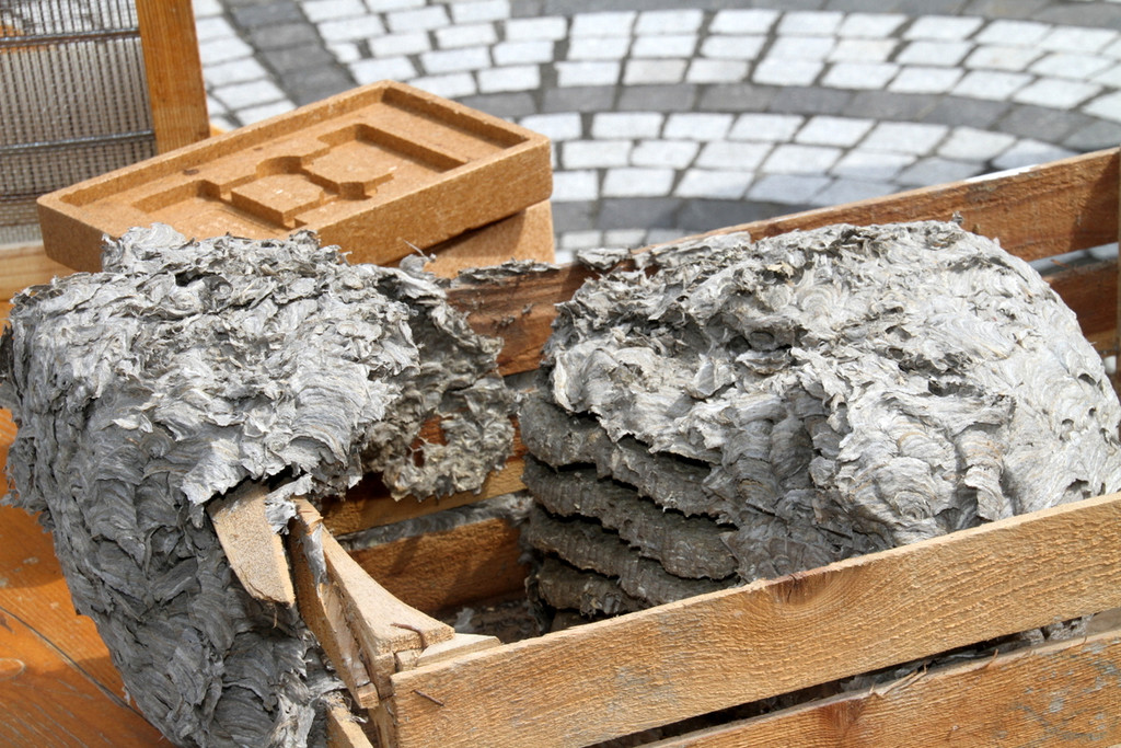 Bienen _8_.JPG