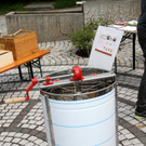 Bienen _11_.JPG