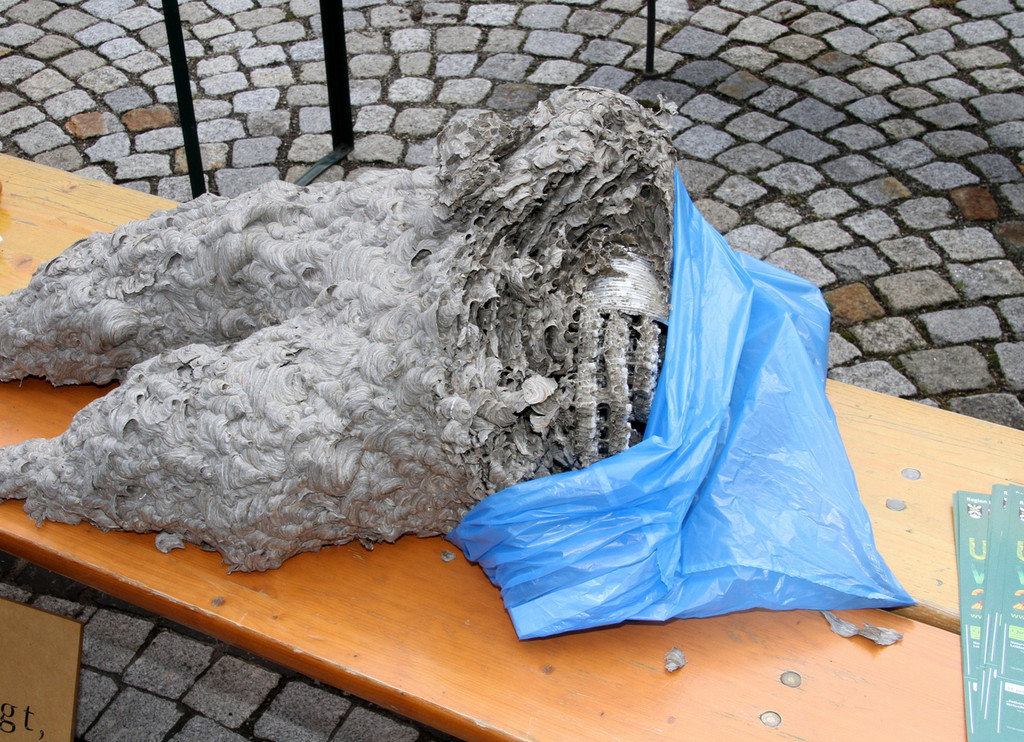 Bienen _12_.JPG