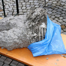 Bienen _12_.JPG