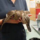 Tierquälerei: Ente mit lahmem Bein hatte Projektil im Fuß