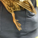 Ente_2.jpg