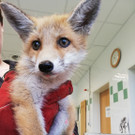 Der gerettete Fuchs Mogli