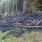 Dam__ls Waldbrand - Bernd Hofmeister I.jpg