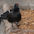 Birkhahn.jpg