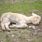 Weitere Tiere