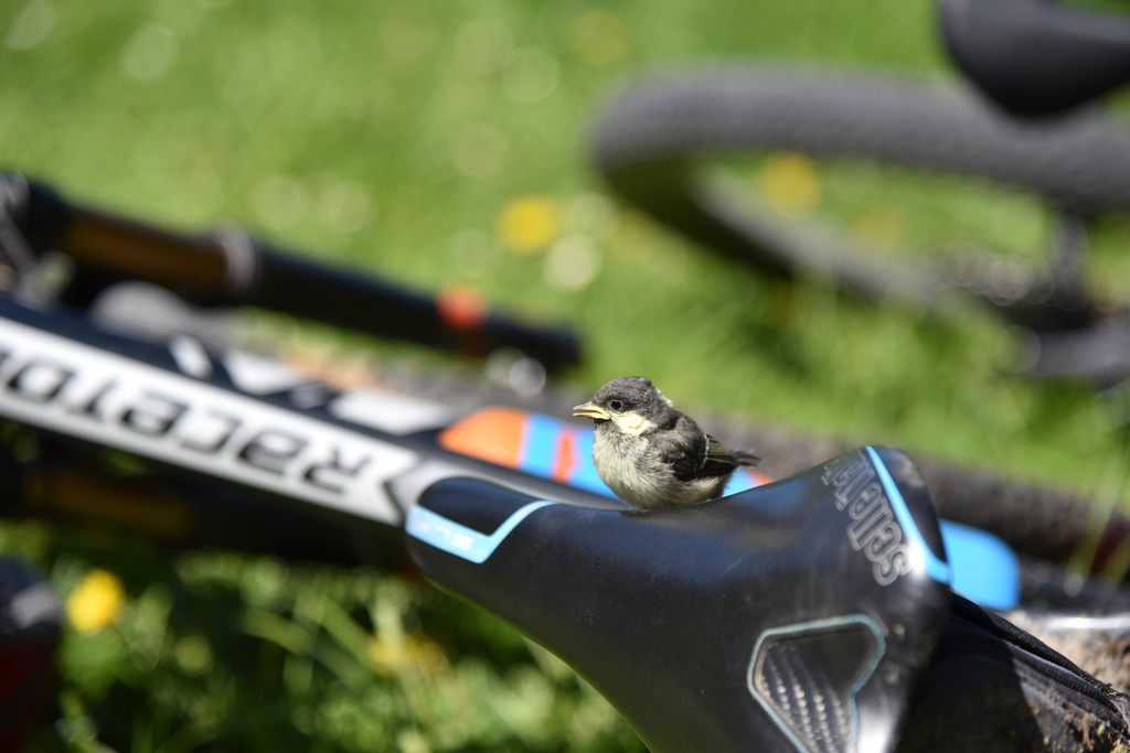 20190601_02_KidsBikeCampeBoedele__KostelacJuergenEva_168.JPG