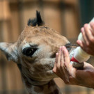 Fütterung der Baby-Giraffe im Magdeburger Zoo