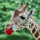 Giraffen im Tiergarten Schönbrunn