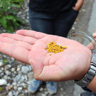 Erkundungsspaziergang ins Reich der Insekten