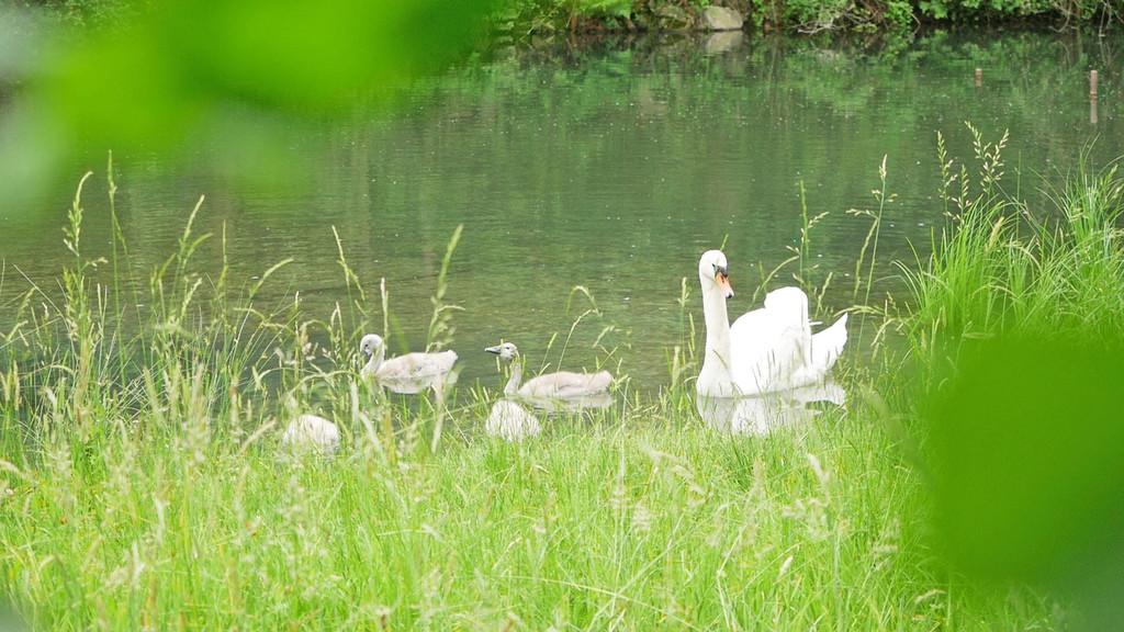 Alter Rhein 2.JPG