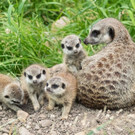 Erdmännchen-Junge im Tiergarten Schönbrunn