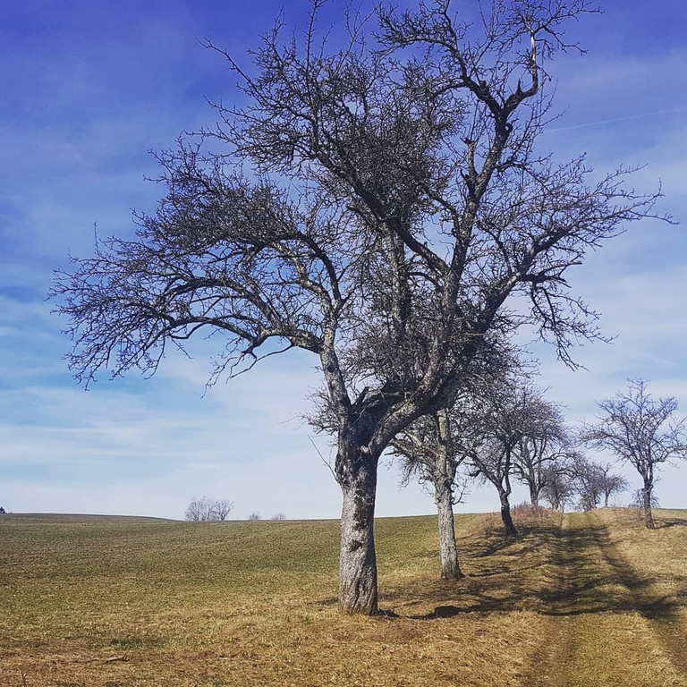 wanderung_baum2.jpg