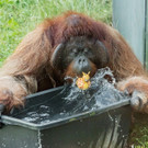 Schönbrunner Orang-Utans beim Pritscheln