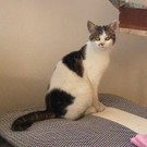 Katze weiß/getigert in Dornbirn vermisst