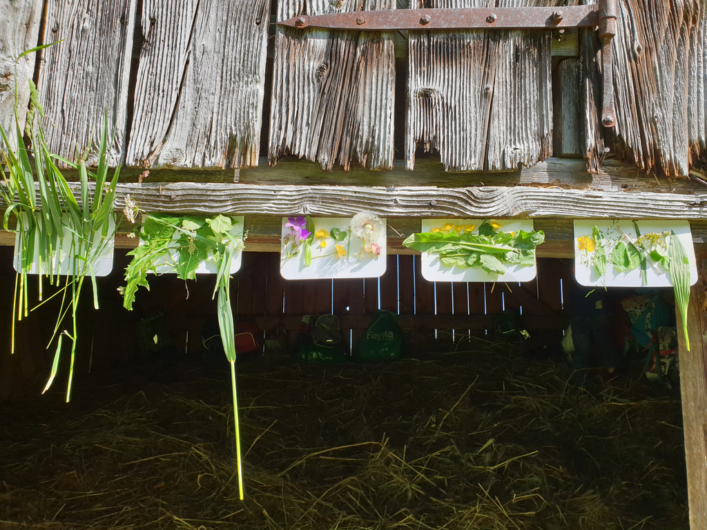 Waldwoche Juni 2019 _11_.jpg