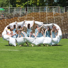 1066_Gymnaestrada_Generalprobe__Fototeam Digital 2019.jpg