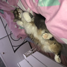 Satteins vermisste langhaar-Katze